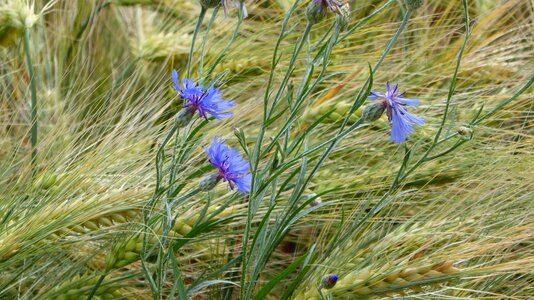 Cereals field nature