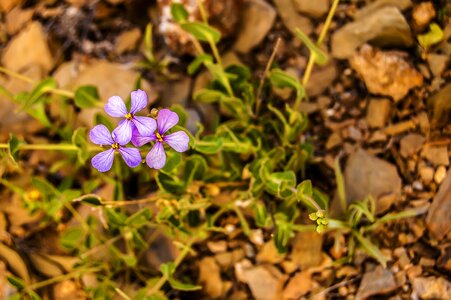 Nature wild flowers macro