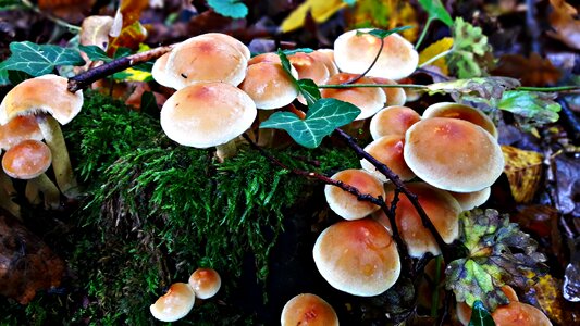 Spróchniały stock nature forest