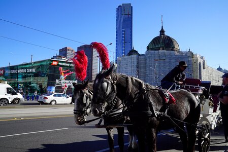 Elegant transportation royalty plumed horses photo
