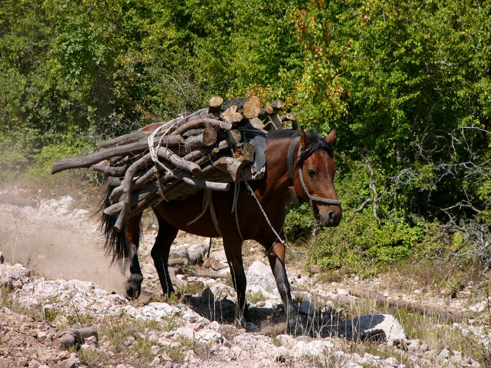 Horse mule mountain