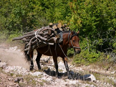 Horse mule mountain