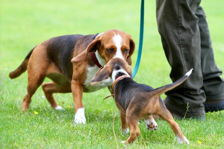 Beautiful small dog dog look photo