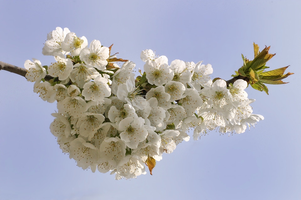 Flowering trees flowers cherry blossoms