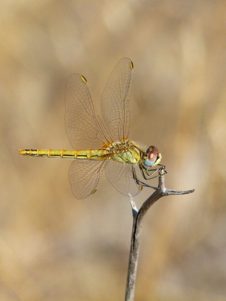 Branch sympetrum sinaiticum odonata