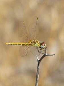 Branch sympetrum sinaiticum odonata photo