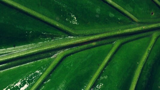 Petiolus green leaf