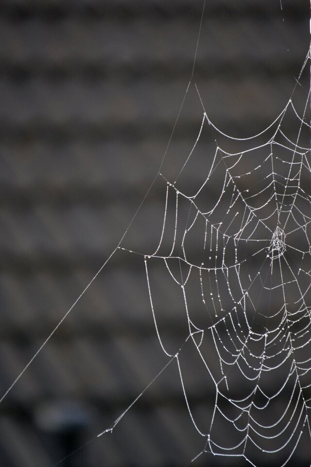 Dewdrop drip spider