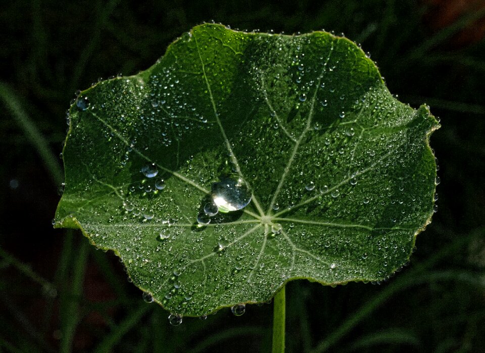 Dewdrop autumn morning morning sun