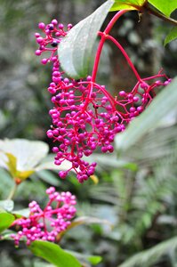 Plants kinabalu