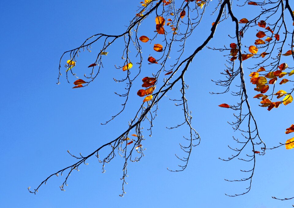 Bud golden october sky