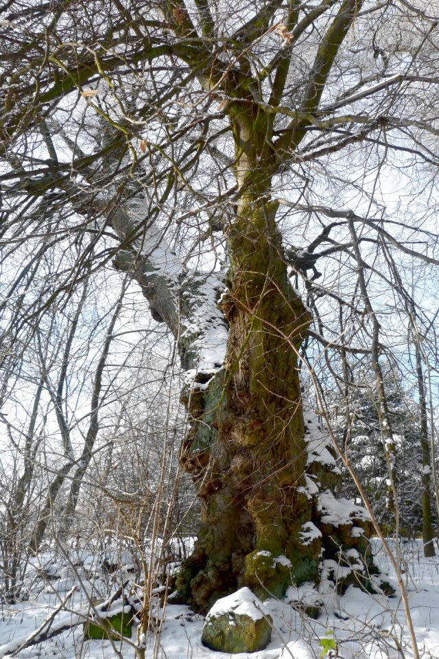 Stružinec snow old tree-the old woman