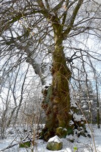 Stružinec snow old tree-the old woman