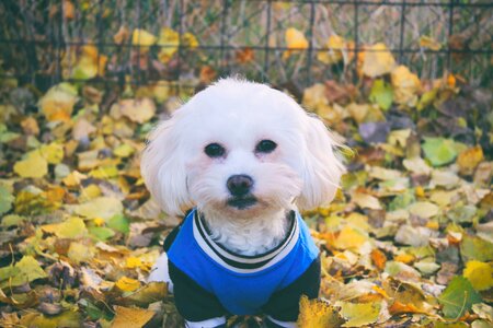 Animal cute autumn
