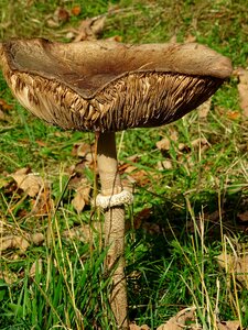 Disc fungus nature forest mushroom