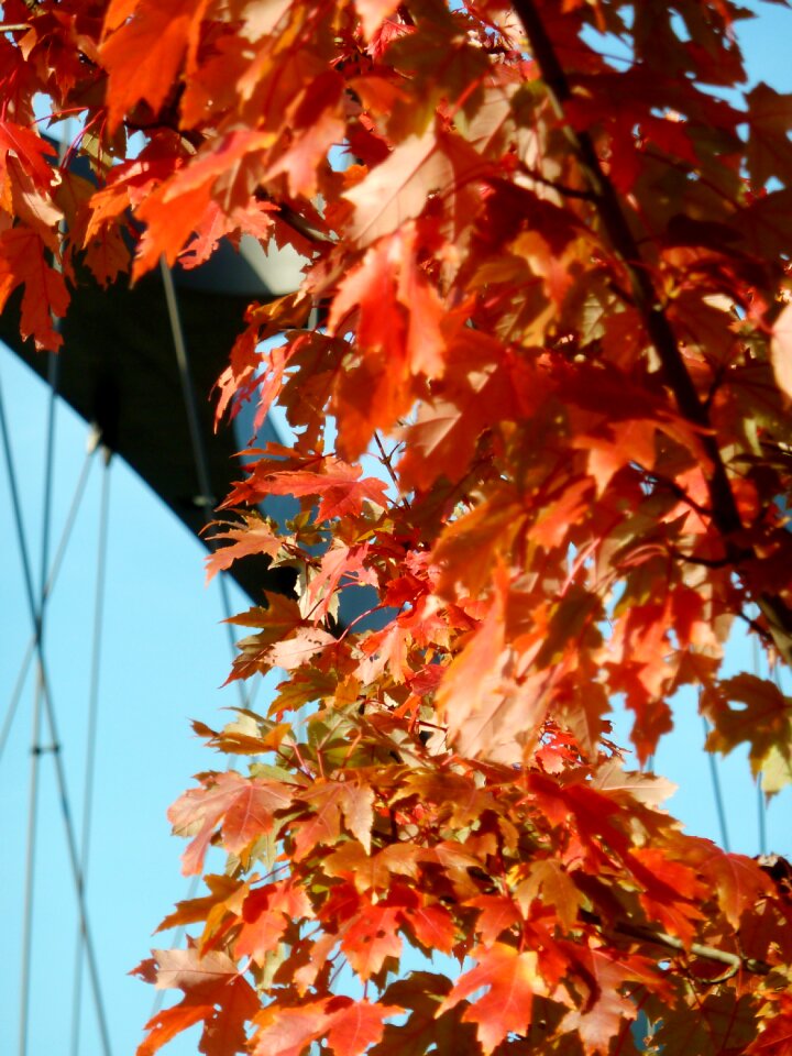 Leaves fall color emerge