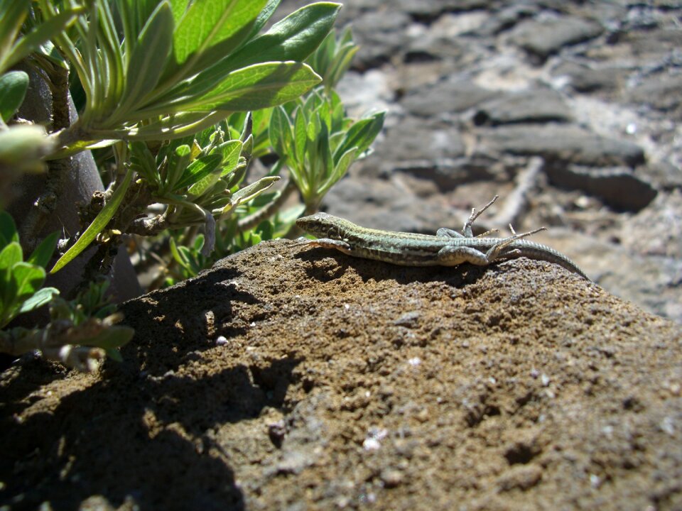 Lizard stone earth