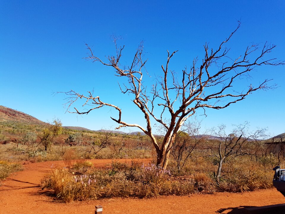Outback landscape desert