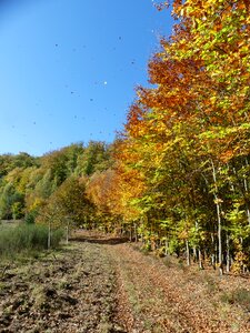 In the forest emerge autumn motives photo