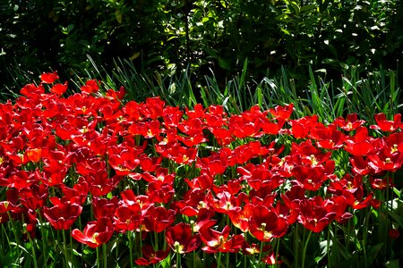 Red tulips keukenhof flowers photo