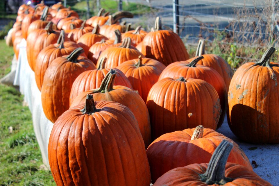 Great pumpkin halloween large