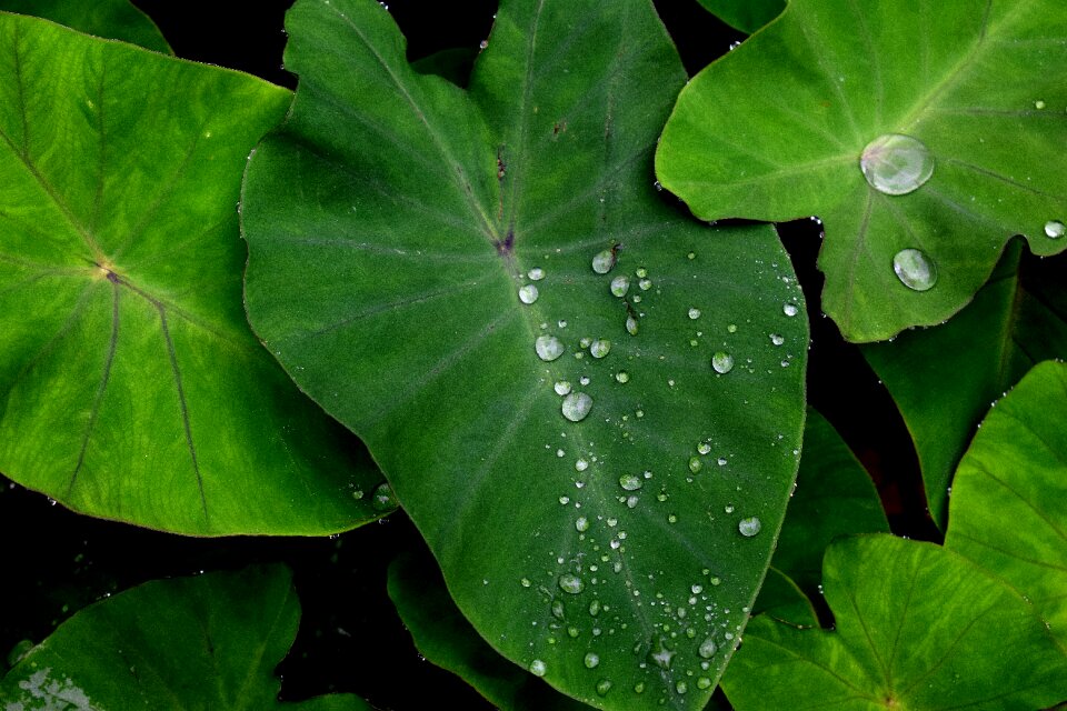 Nature green leaf environment