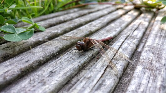 Garden insect wood