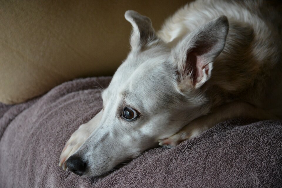 Animal domestic mammal