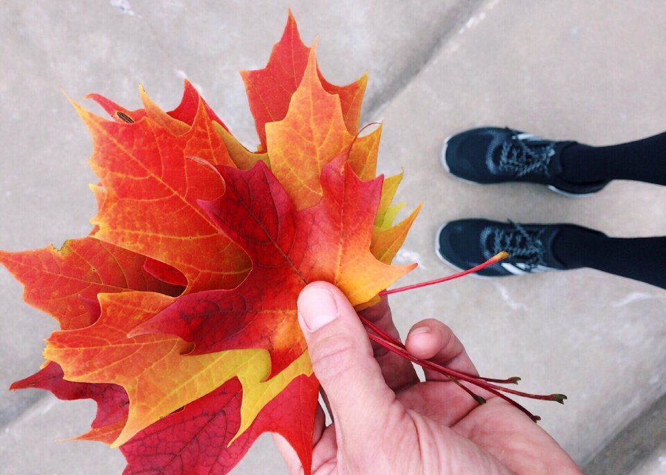 Leaf collecting season