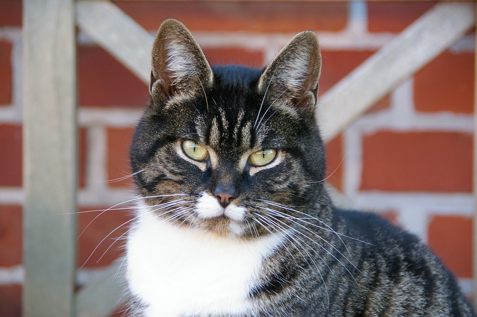 Animal portrait cat mackerel photo