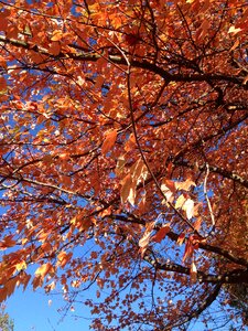 Autumn maple red