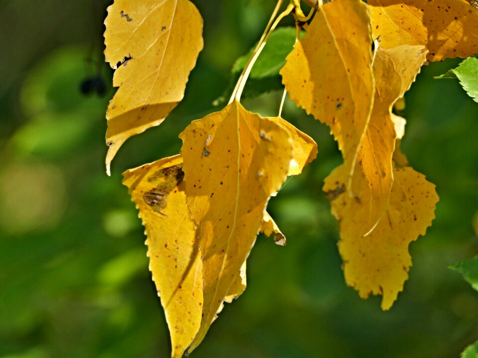 Summer poplar nature