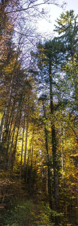Golden autumn sky backlighting