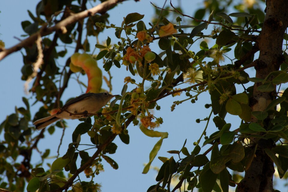 Tree tlapa de comonfort gro