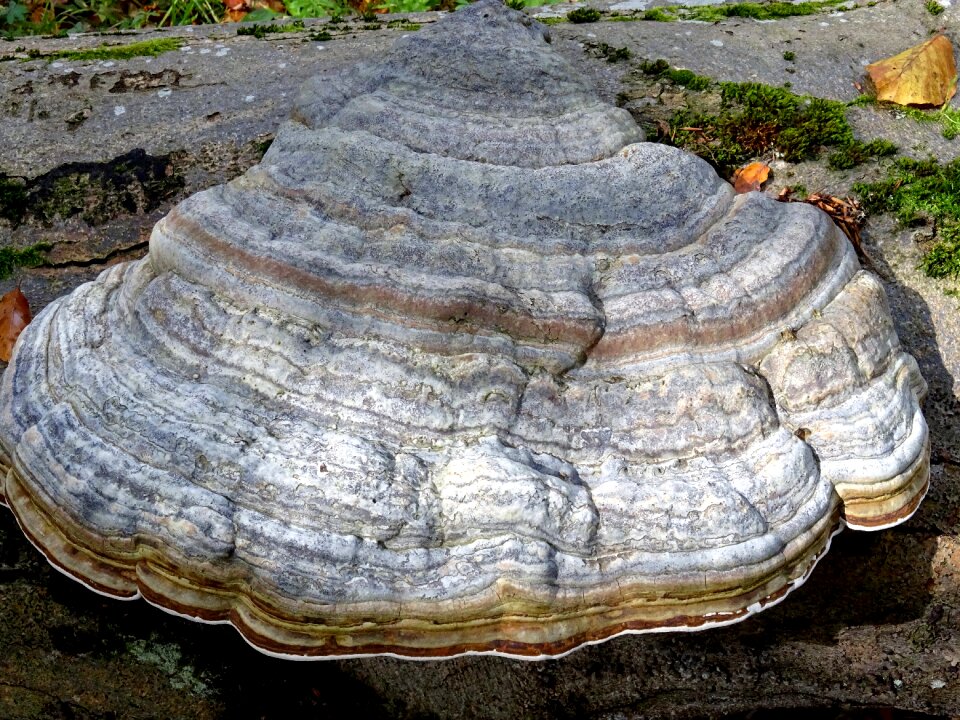 Tree log baumschwamm