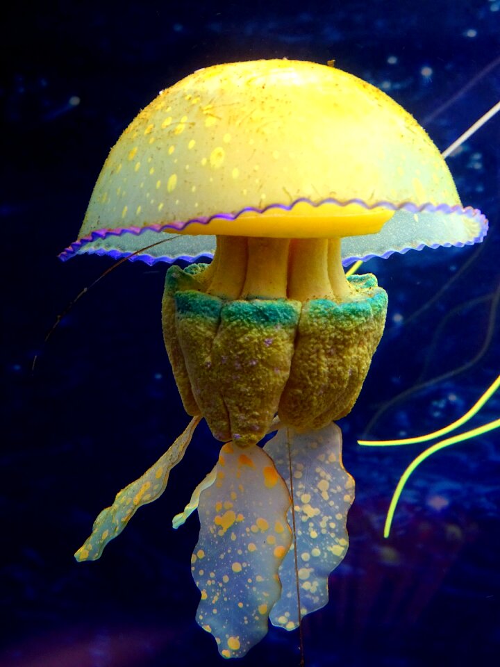 Color medusa underwater world