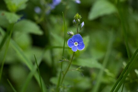 Flower blue nature photo