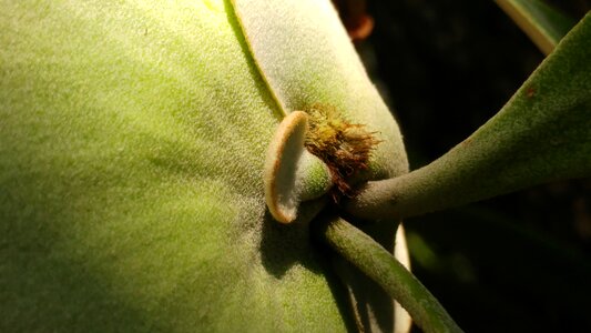Flora nature leaf