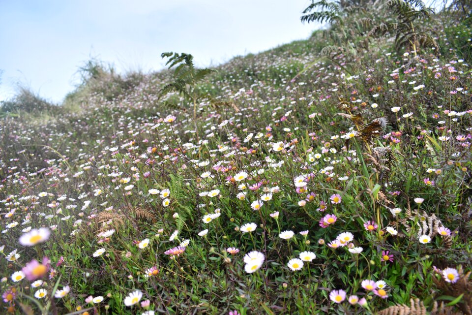 Wild flowers field nature