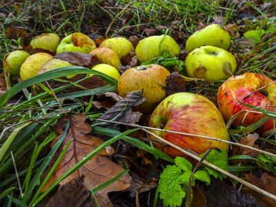 Autumn leaves apples on the ground fallen apples photo