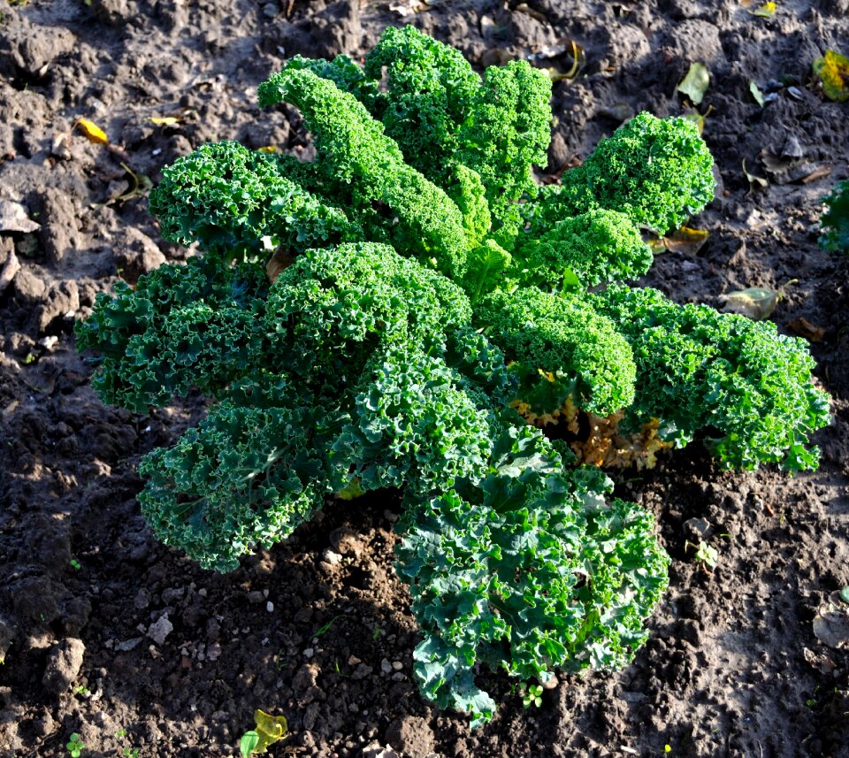 Food plant tasty