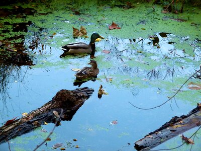 Lemnoideae water reflection
