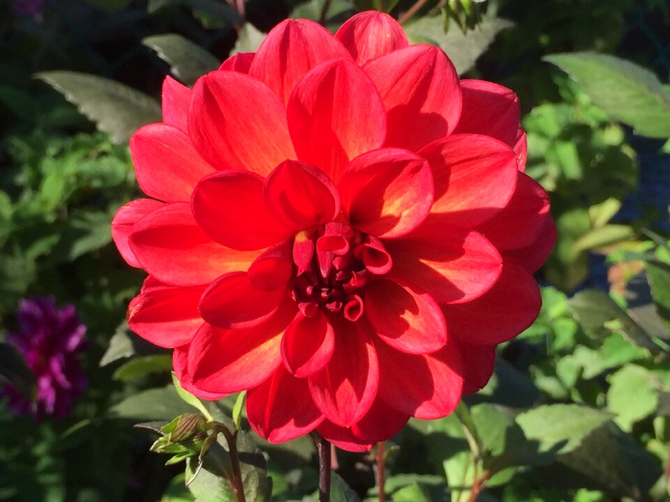 Flower massachusetts