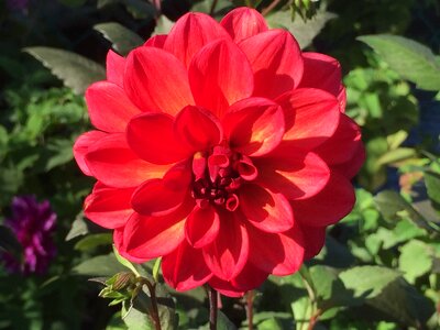 Flower massachusetts