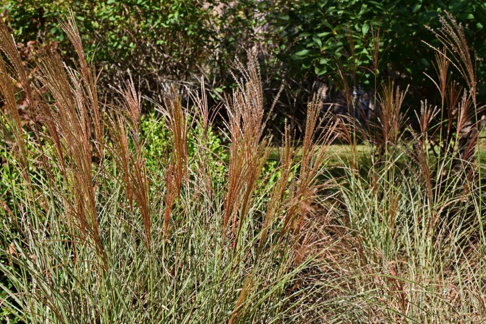Grass plant garden