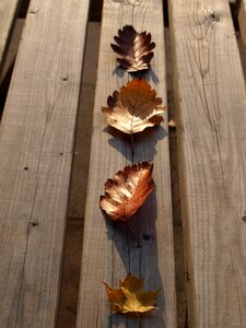 Nature art