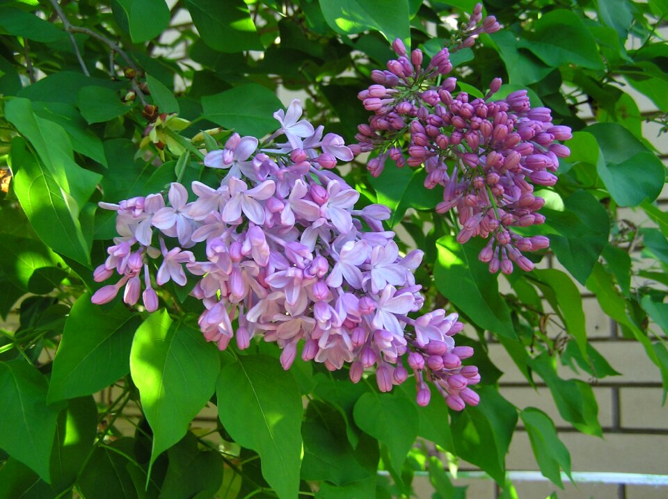 Flower garden nature