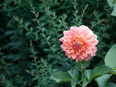 Dahlia garden green