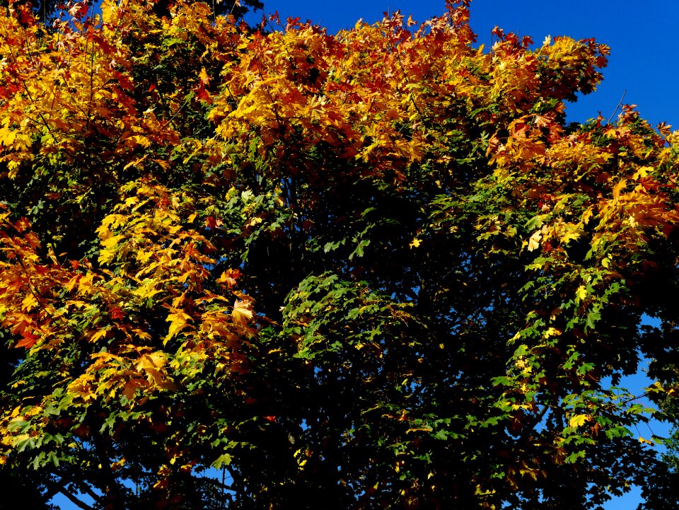 Golden leaves golden october