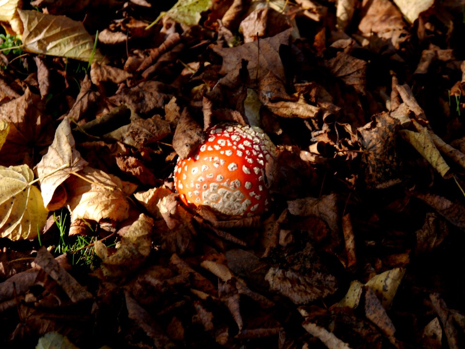 Red fly agaric mushroom forest floor forest